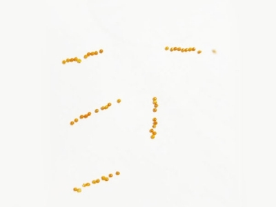 精密草莓视频黄色版下载-H62銅